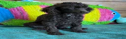 Miniature Poodle dogs for sale: Hershall - Ad 3