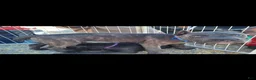 Cane Corso dogs for sale: Cane Corso 2 - Ad 9