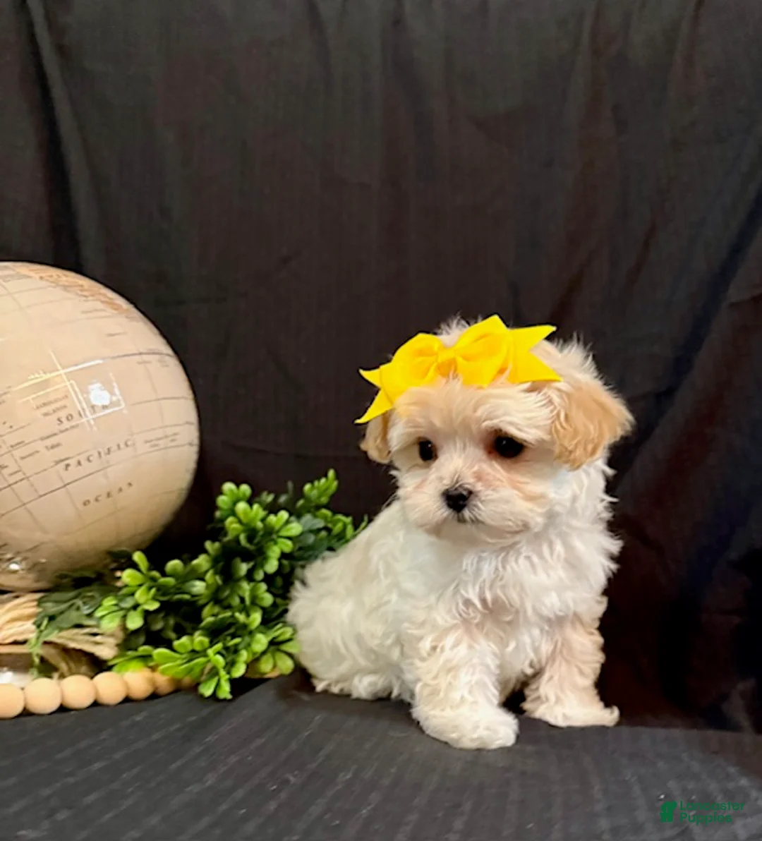 Lhasapoo dogs for sale: Hailey - Ad 5