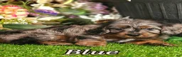 Cavapoo dogs for sale: Hunter (Micro Cavapoo) - Ad 14