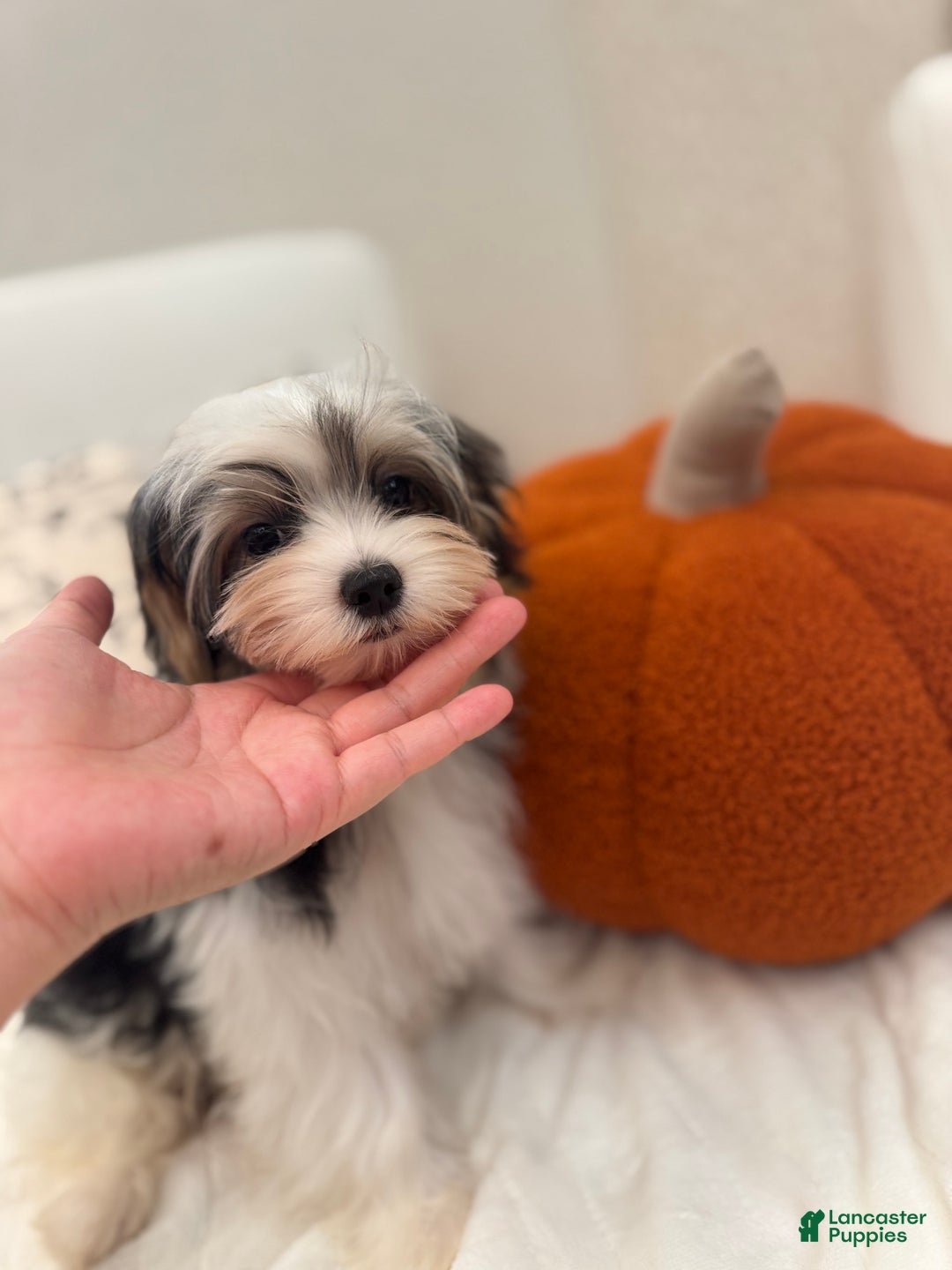 Morkie dogs for sale: Denis - Ad 4