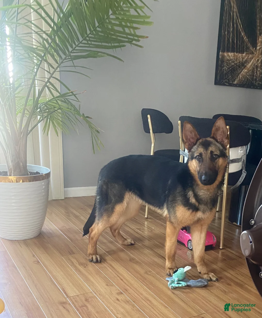 German Shepherd dogs for sale: Zoey German Shepard - Ad 2