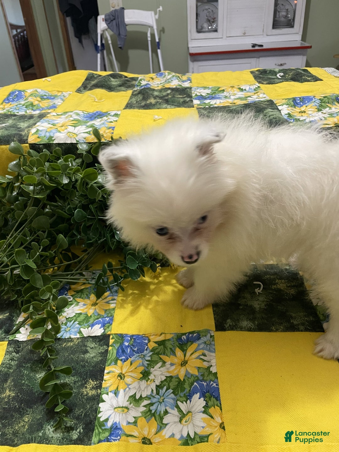 Pomeranian dogs for sale: Pomeranian Puppy 1 Rusty - Ad 2