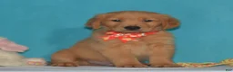 Golden Retriever dogs for sale: Bruce - Ad 3