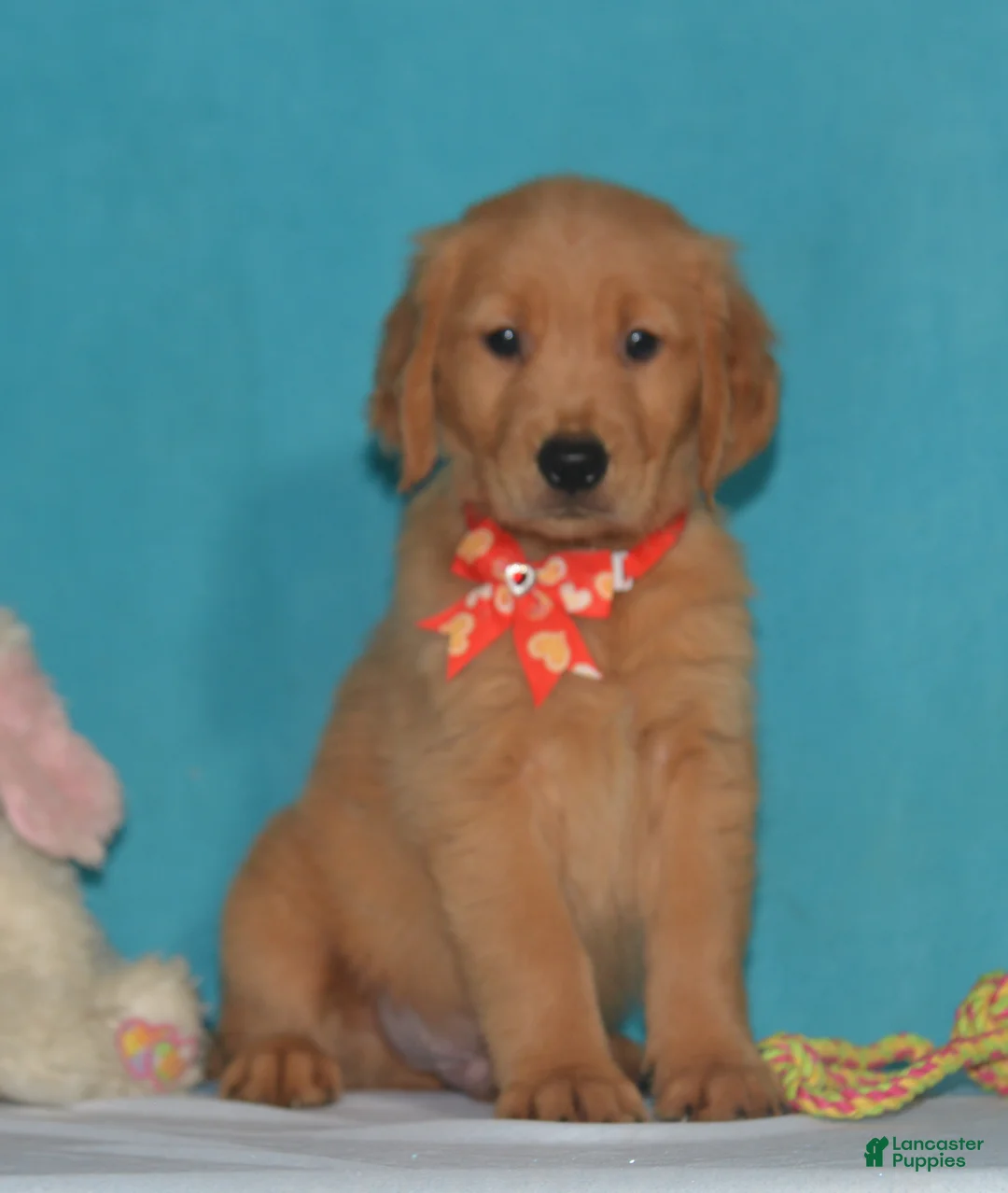 Golden Retriever dogs for sale: Bruce - Ad 3