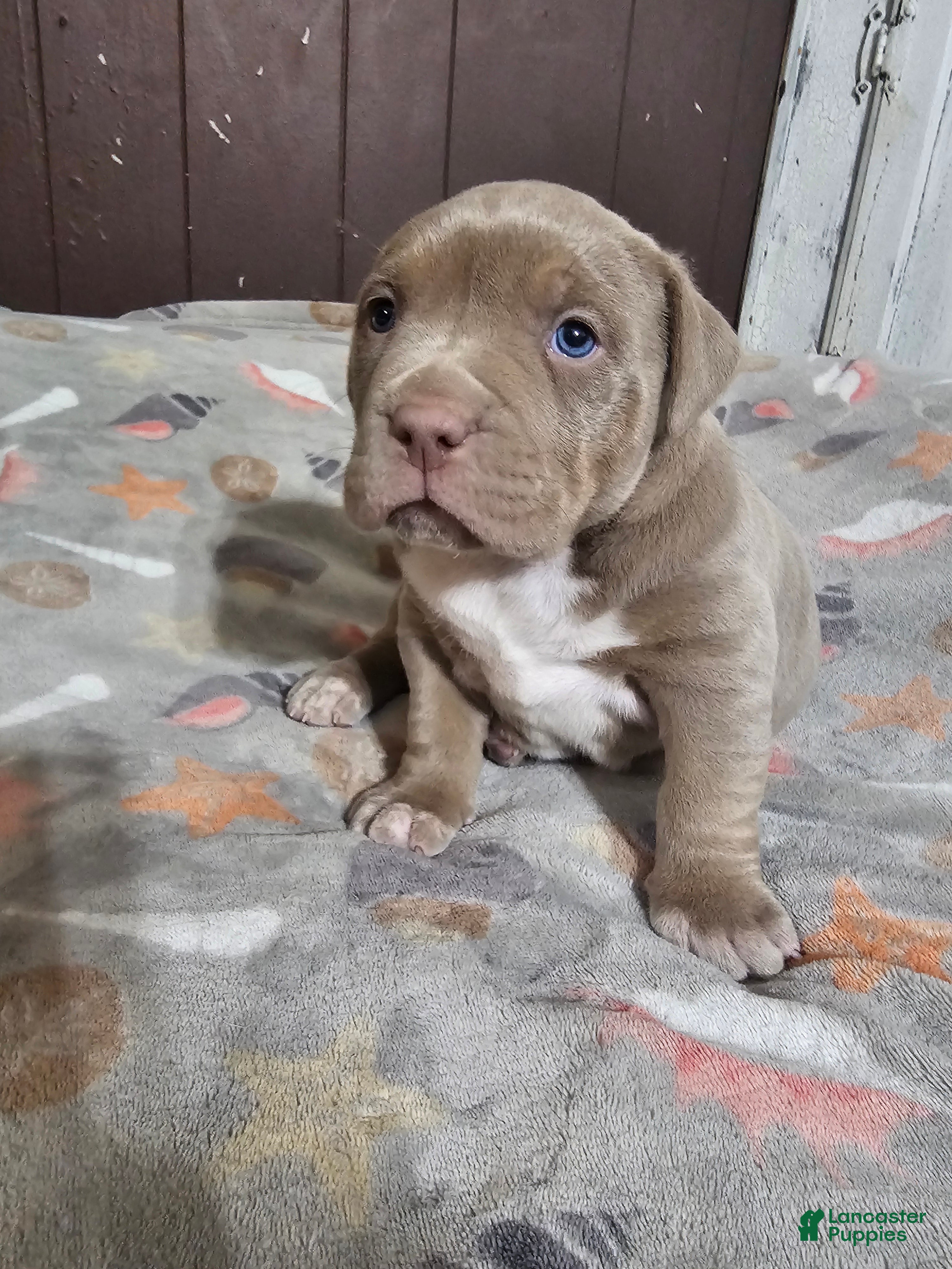 American Bully dogs Lilac and White Girl - Ad 1