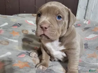 American Bully dogs for sale: Lilac and White Girl - Ad 4