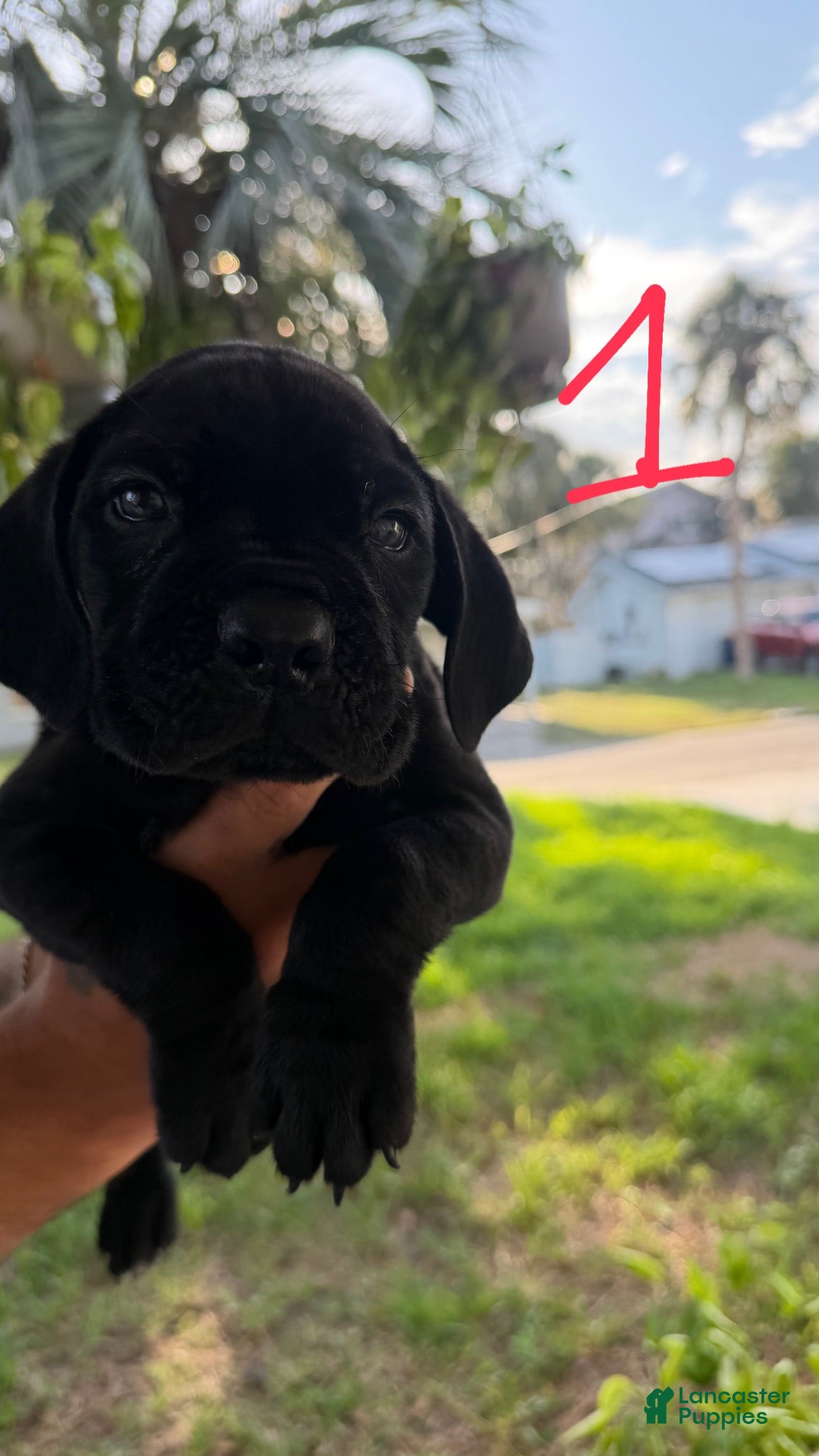 Cane Corso dogs Cane Corso 1 - Ad 8