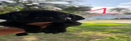 Cane Corso dogs for sale: Cane Corso 1 - Ad 1