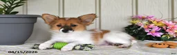 Papillon dogs for sale: Dusty - Ad 5