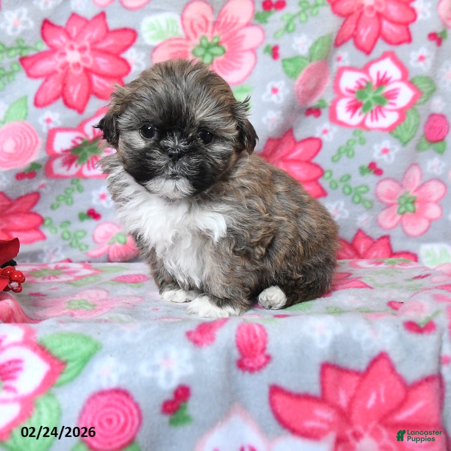 Teddy Bear dogs Captain - Ad 1