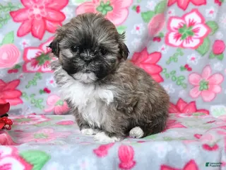 Teddy Bear dogs for sale: Captain - Ad 1