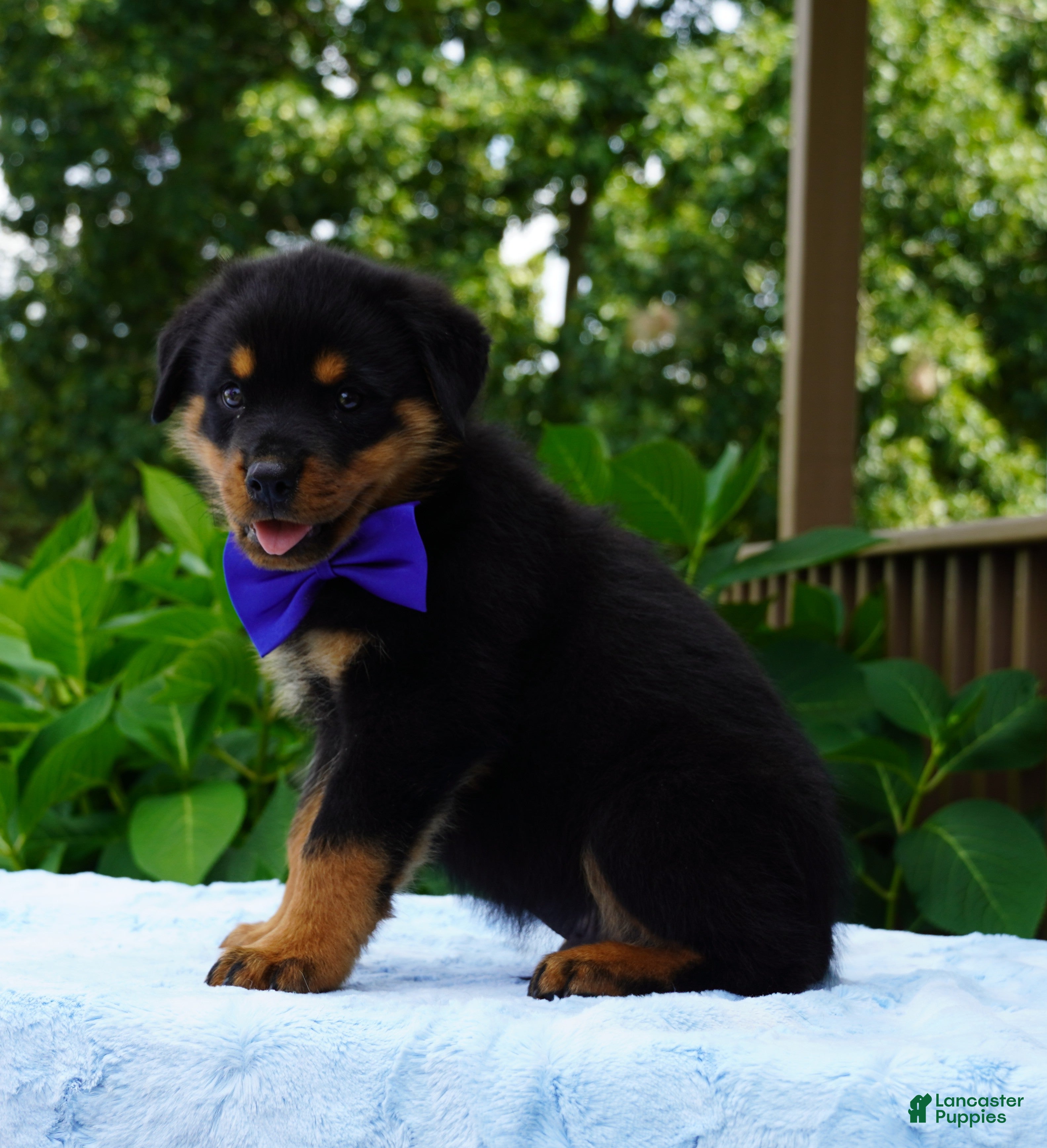 Rottweiler dogs VINNIE - Ad 2