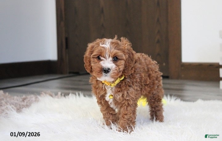 Cavapoo dogs Elliot - Ad 29