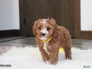 Cavapoo dogs Elliot - Ad 11