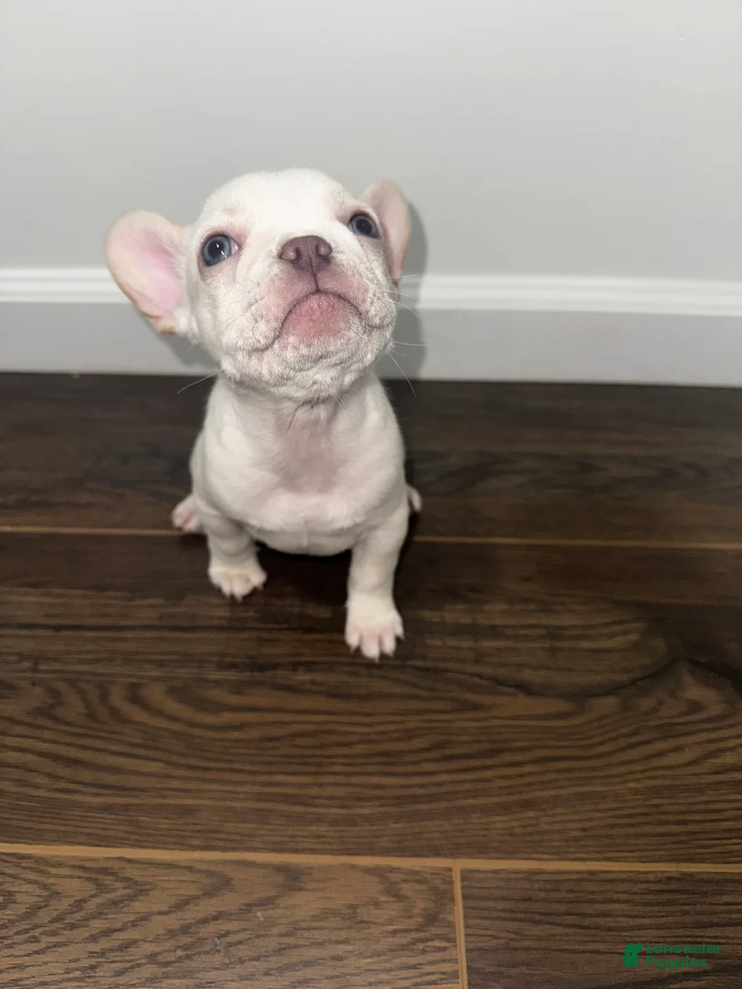 French Bulldog dogs for sale: French Bulldog Puppy 5 - Ad 2