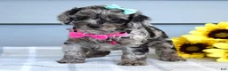 Cockapoo dogs for sale: Olivia - Ad 3