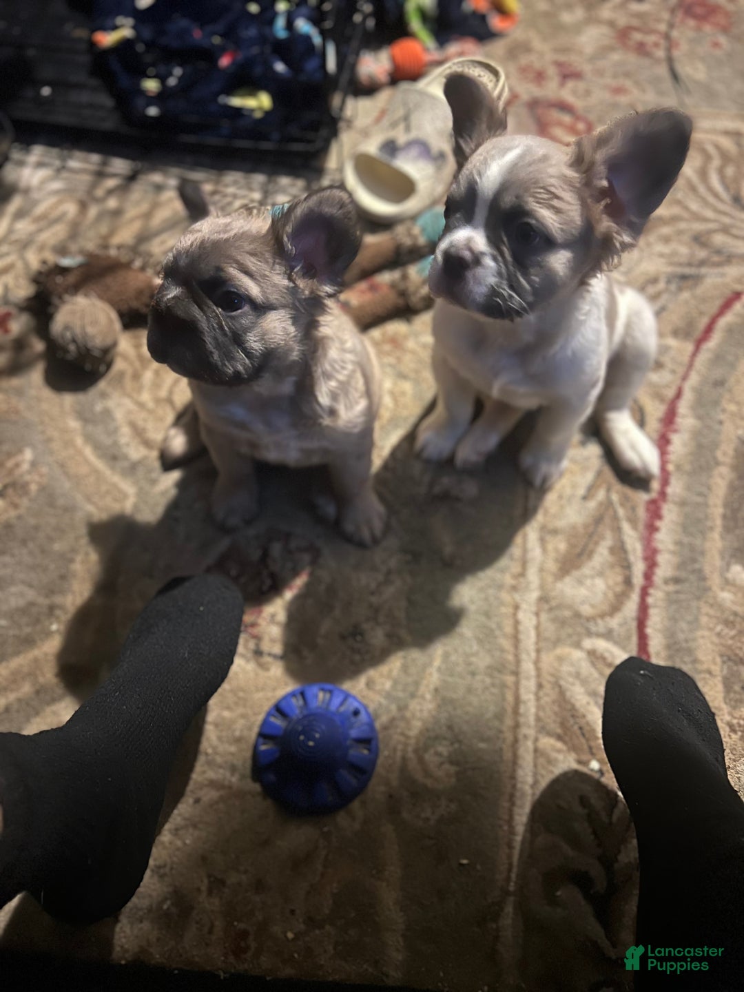 French Bulldog dogs for sale: COCO - Ad 2