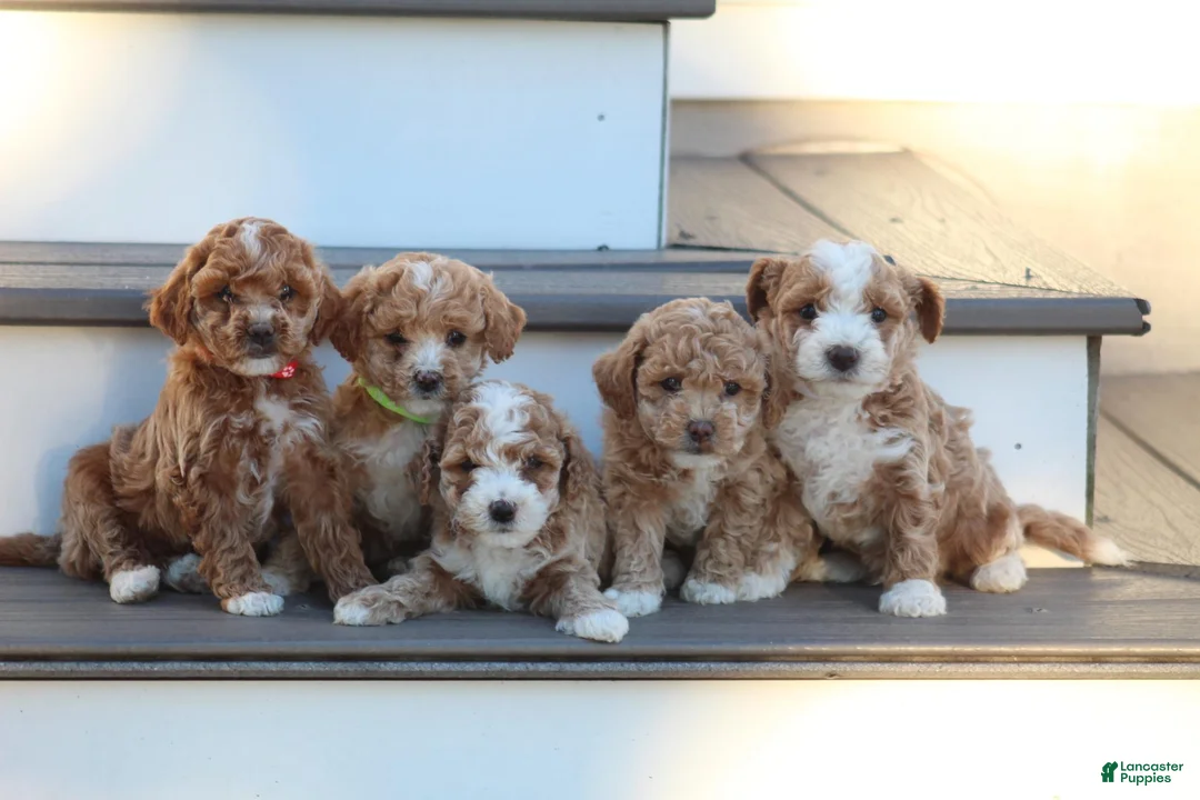 Bichpoo dogs for sale: Ryder - Ad 11