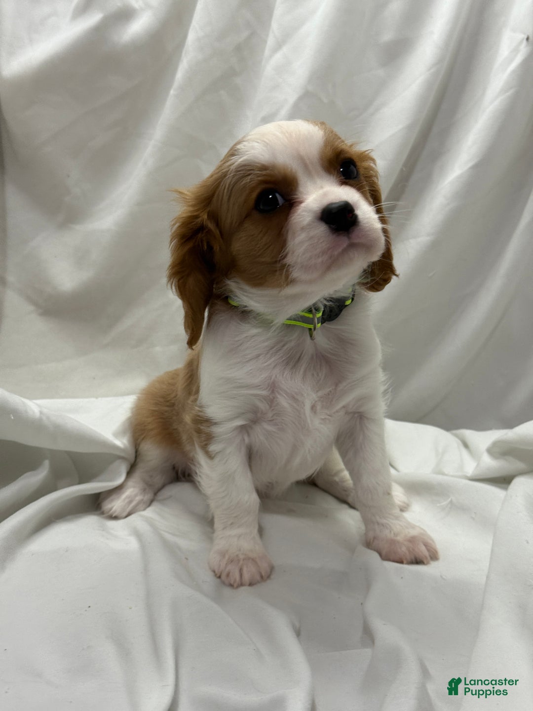 Cavalier King Charles Spaniel dogs for sale: Bob - Ad 2
