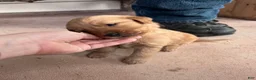 Golden Retriever dogs for sale: Buddy (Orange) - Ad 2