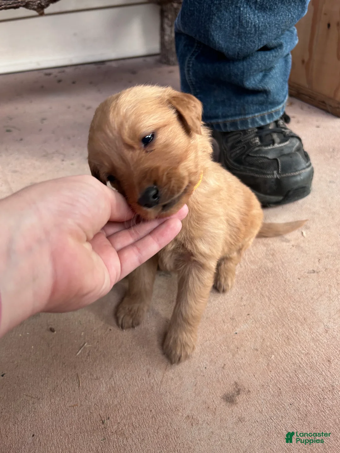 Golden Retriever dogs for sale: Buddy (Orange) - Ad 2