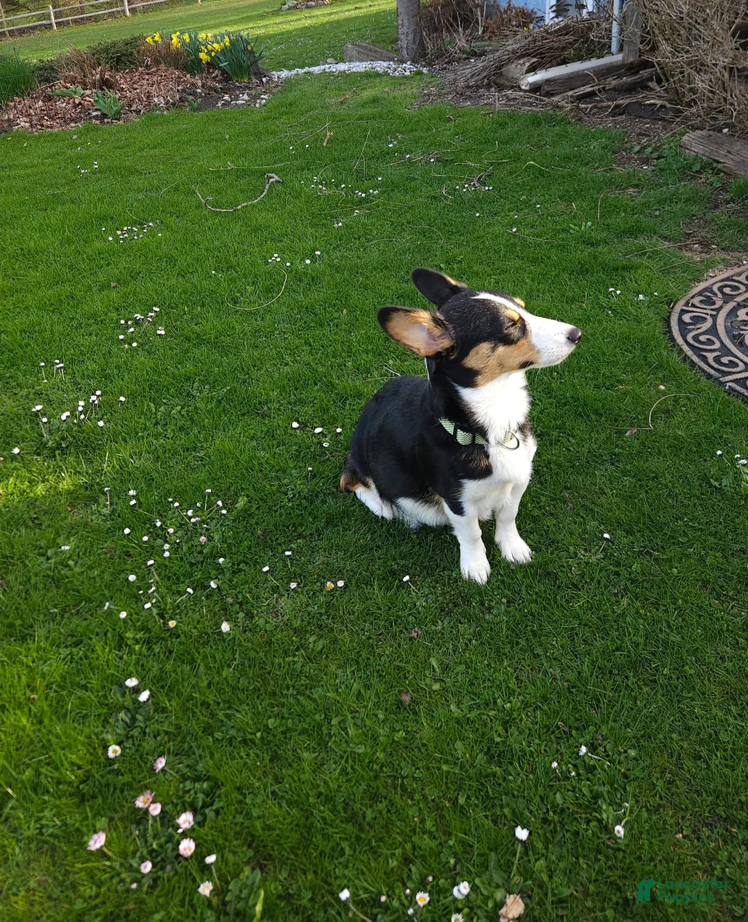 Welsh Corgi Pembroke dogs for sale: Cleopatra - Ad 13