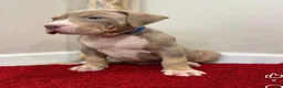 American Bully dogs for sale: American Bully Puppy 7 - Ad 5