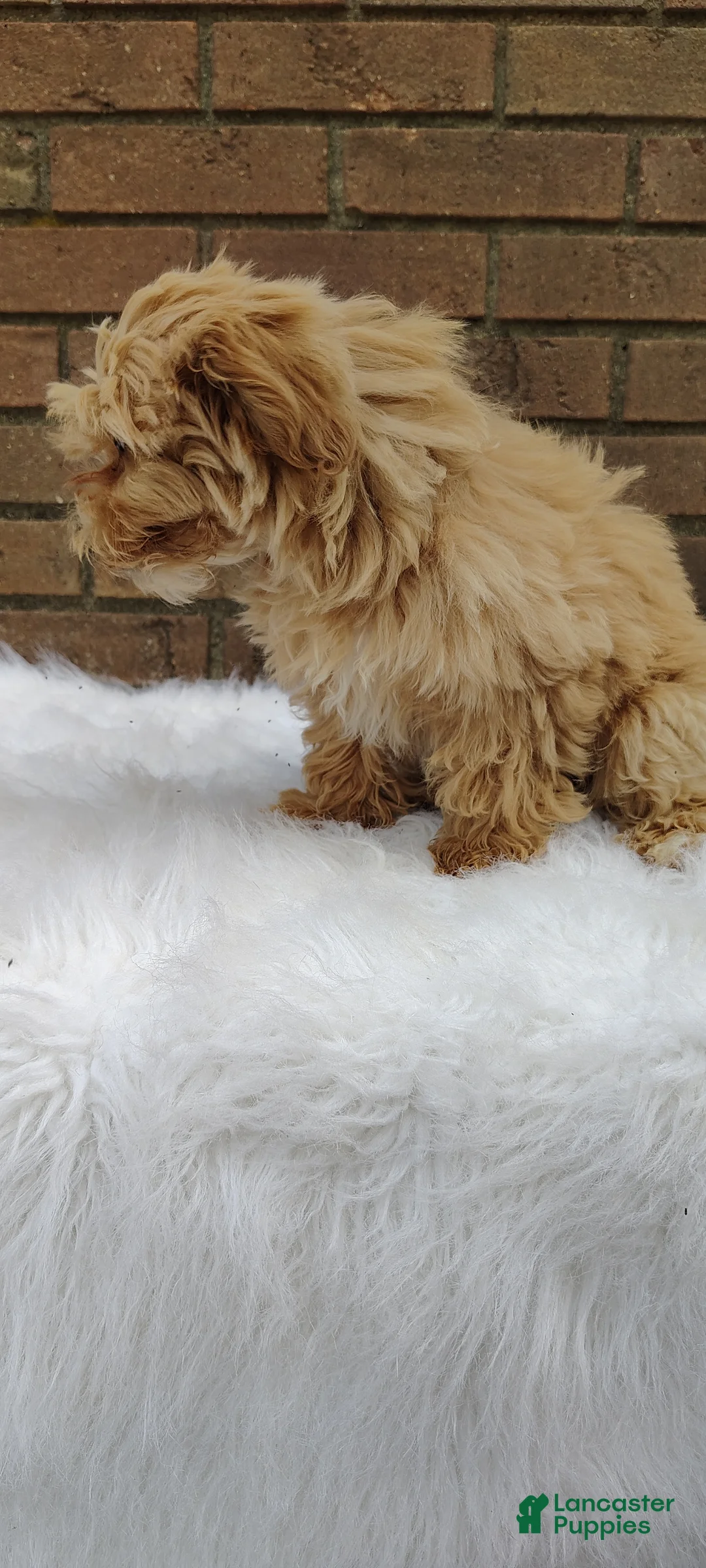 Maltipoo dogs for sale: Biscuit - Ad 7
