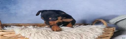 Miniature Pinscher dogs for sale: ANGEL - Ad 7