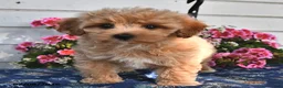Maltipoo dogs for sale: Casper - Ad 3