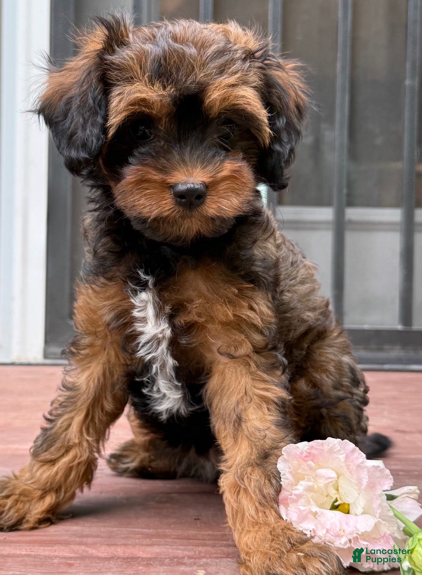 Cavapoo dogs Mocha Cavapoo  - Ad 1