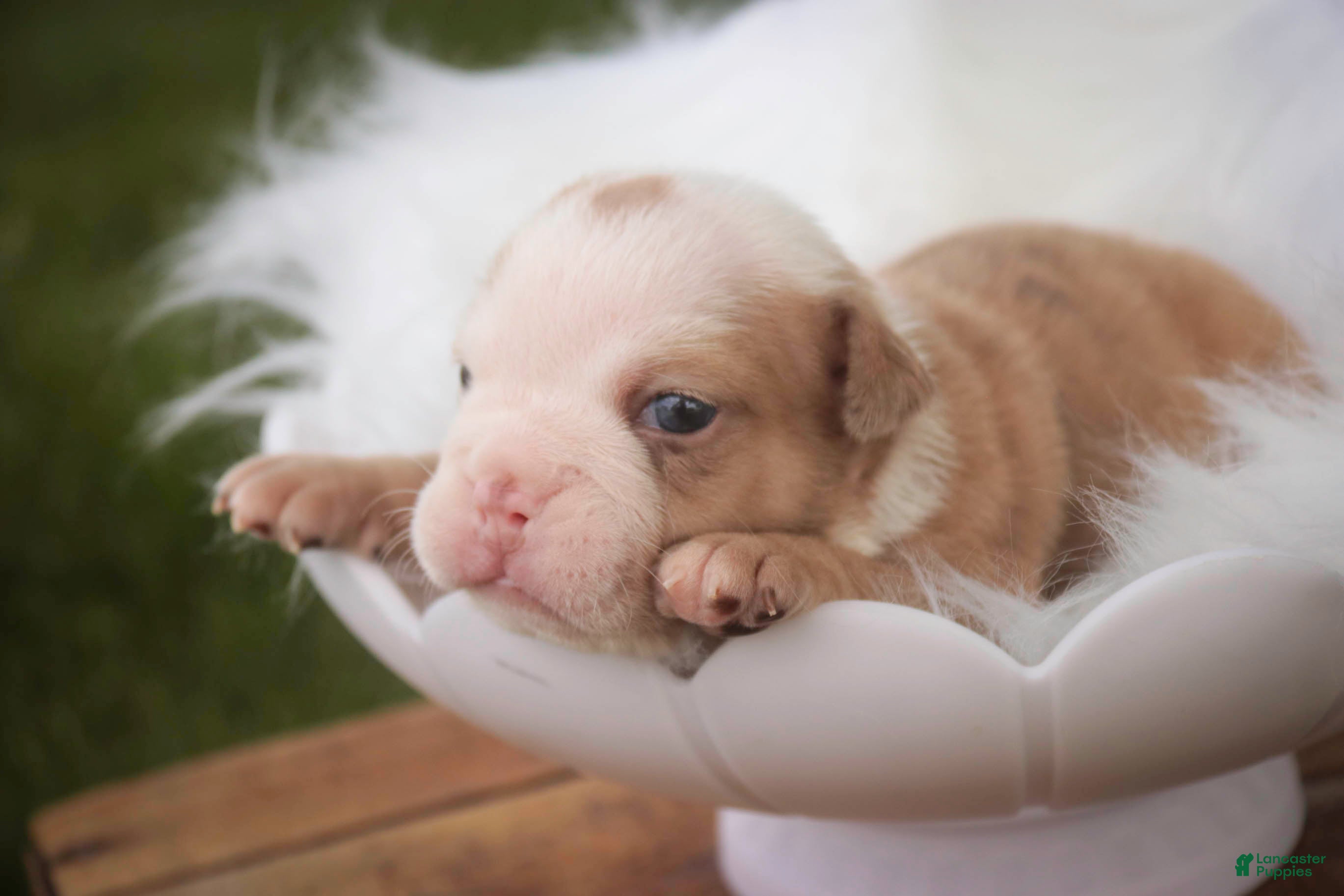 English Bulldog dogs Tonya English Bulldog  - Ad 2