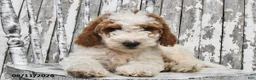 Goldendoodle dogs for sale: Drew - Ad 8