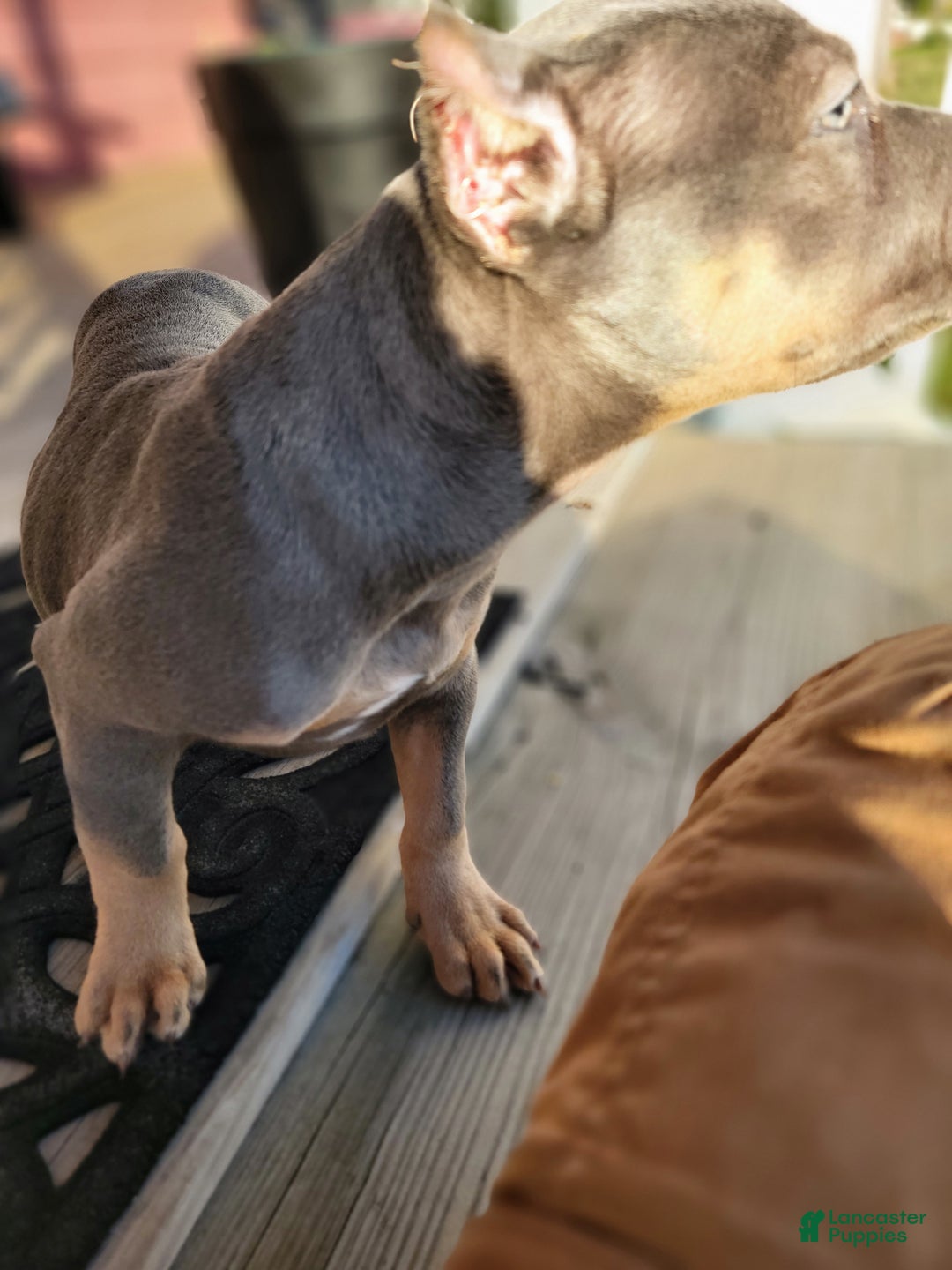 American Bully dogs for sale: American Bully Puppy 1 - Ad 10