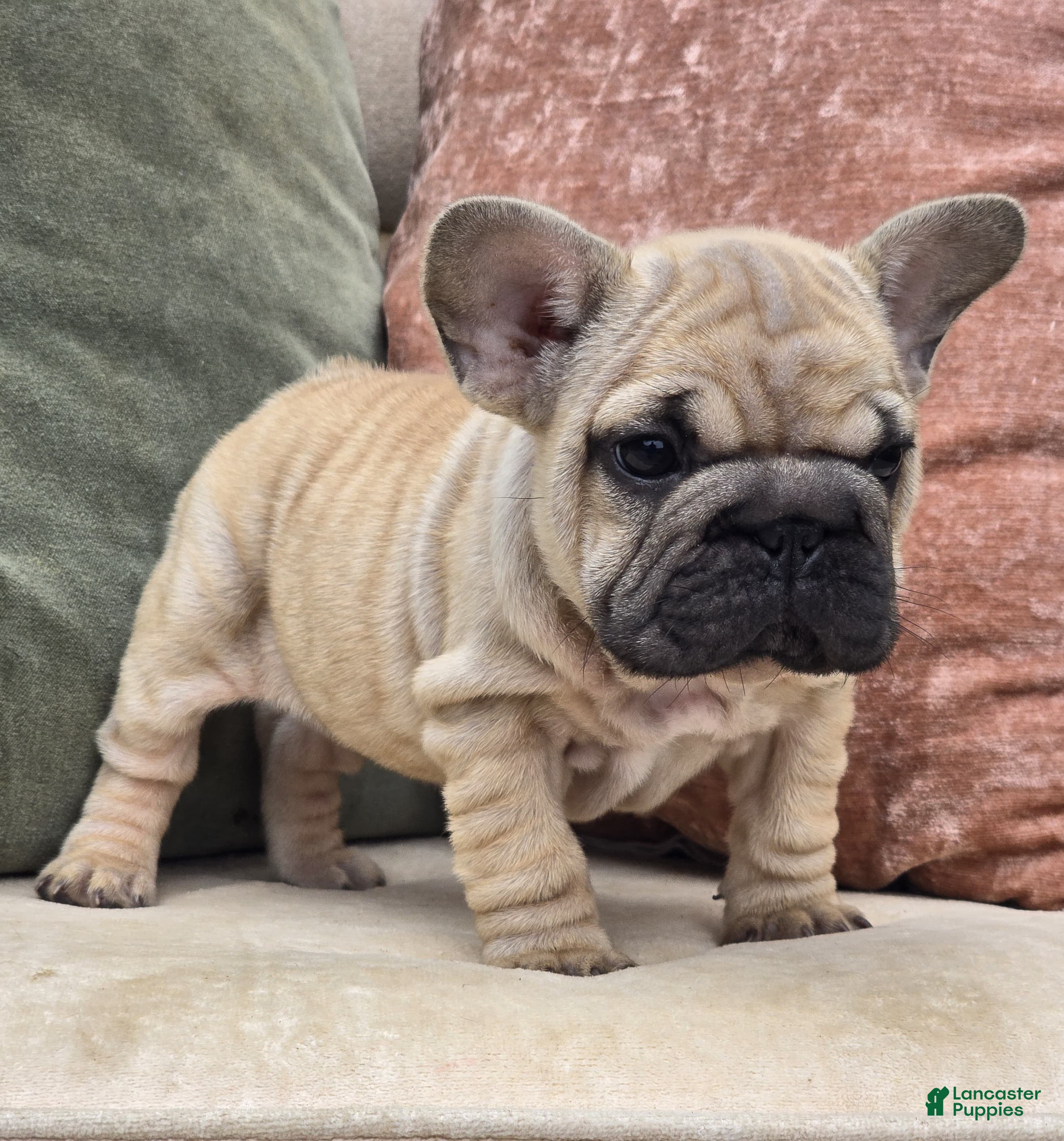 French Bulldog dogs Penelope - Ad 2