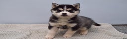 Pomsky dogs for sale: Essie - Ad 1