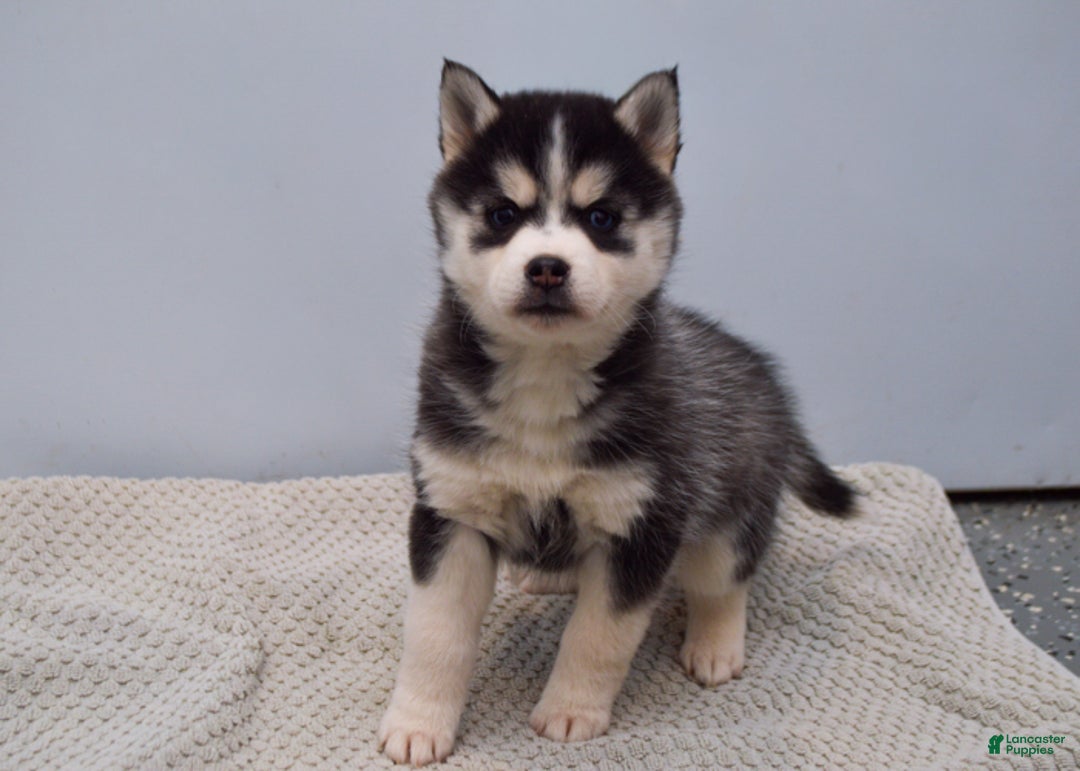 Pomsky dogs for sale: Essie - Ad 1
