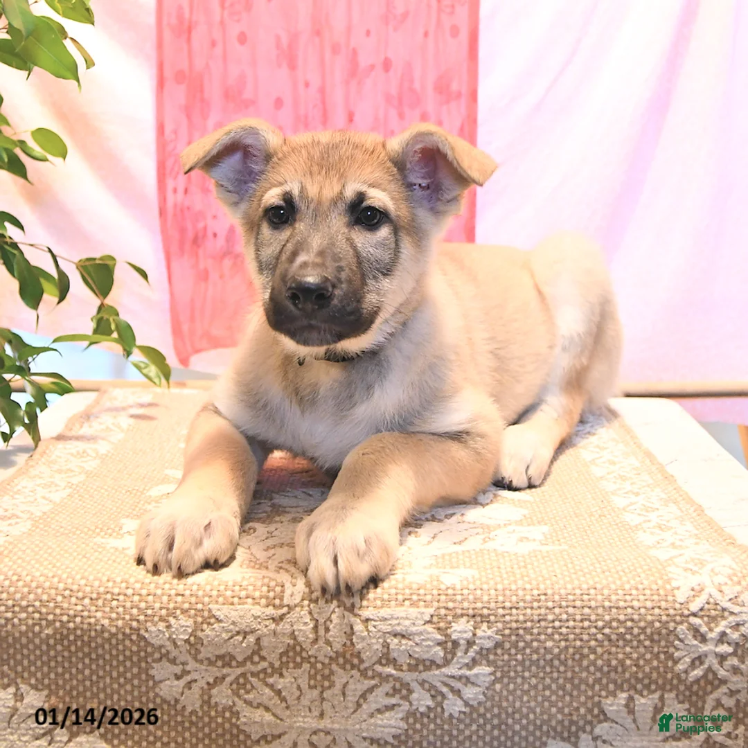 German Shepherd dogs for sale: Dasher - Ad 4