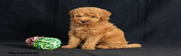 Mini Goldendoodle dogs for sale: Dorthy - Ad 3