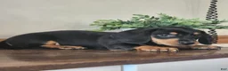 Miniature Dachshund dogs for sale: Randy - Ad 1
