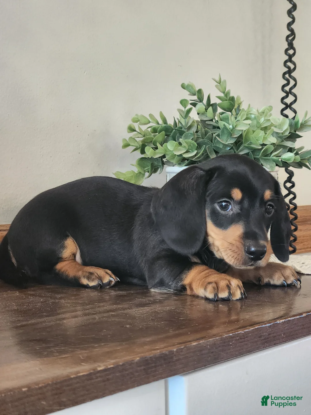 Miniature Dachshund dogs for sale: Randy - Ad 1