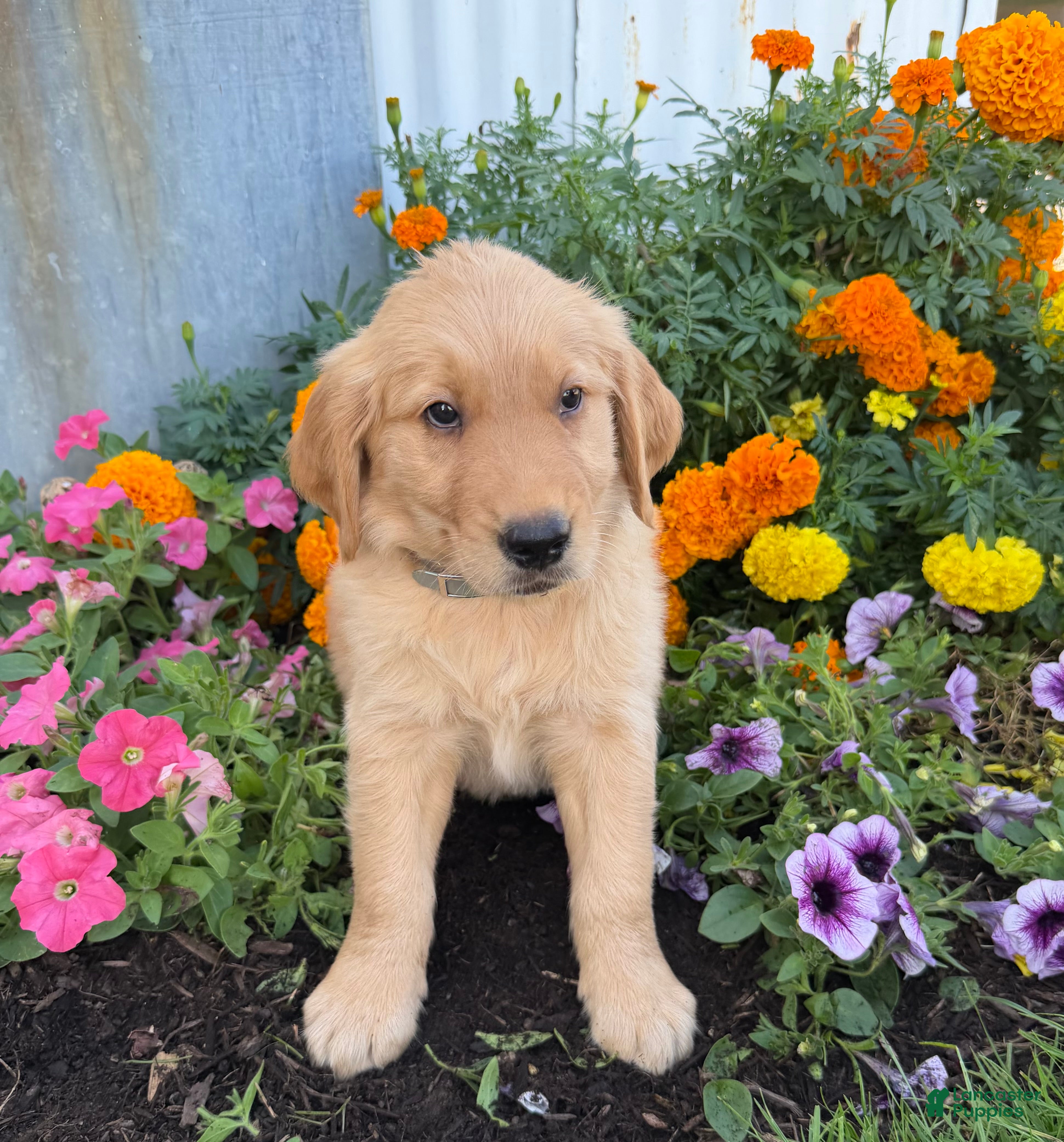 Golden Retriever dogs Hutton - Ad 2