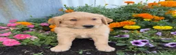 Golden Retriever dogs for sale: Hutton - Ad 2