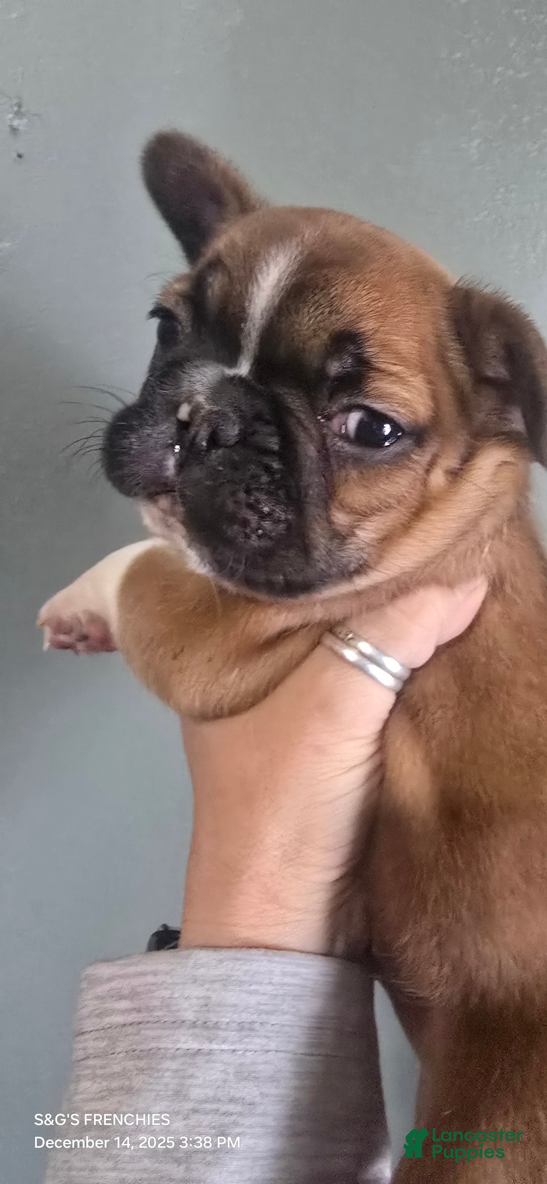 French Bulldog dogs for sale: STRYKER - Ad 4