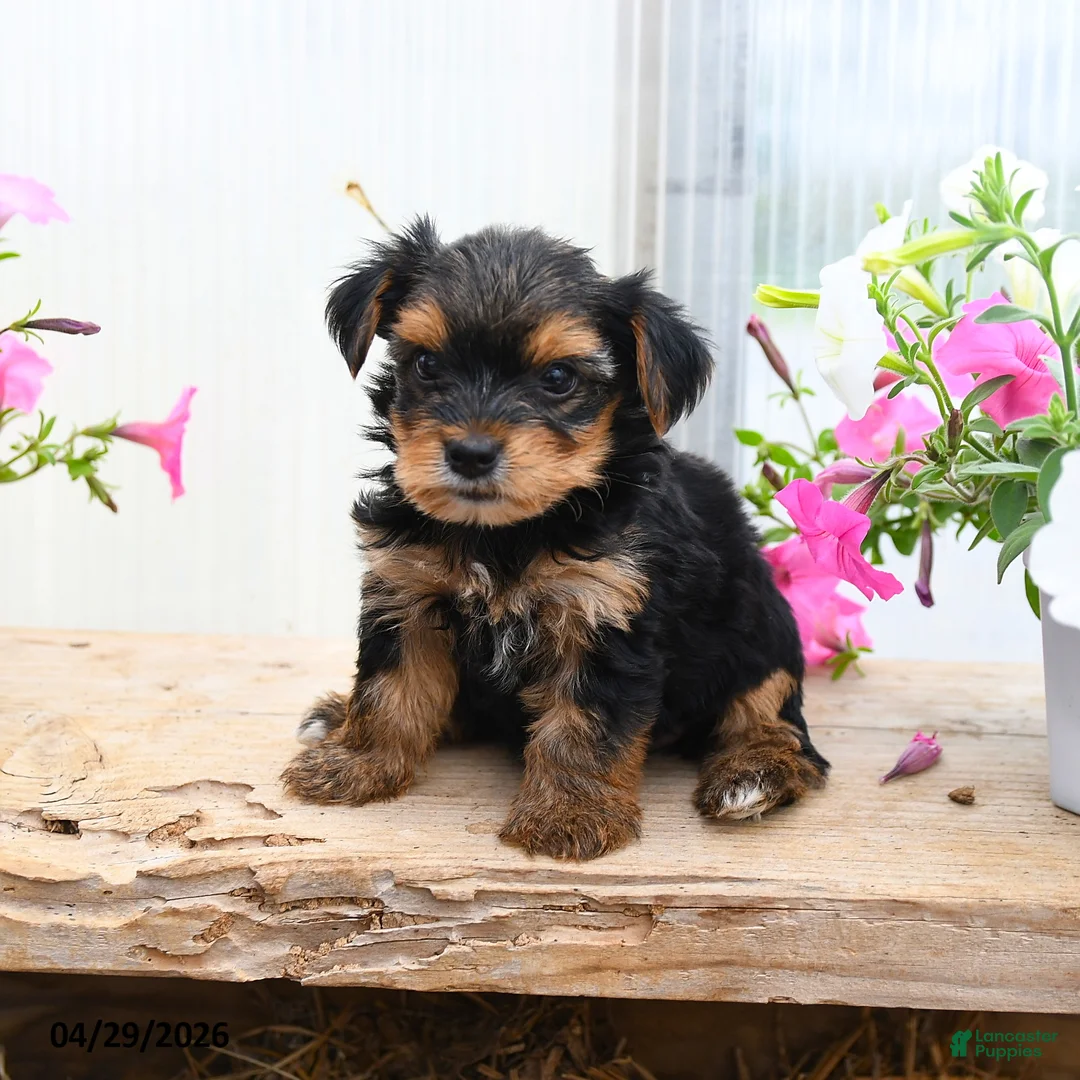 Morkie dogs for sale: Edward - Ad 3