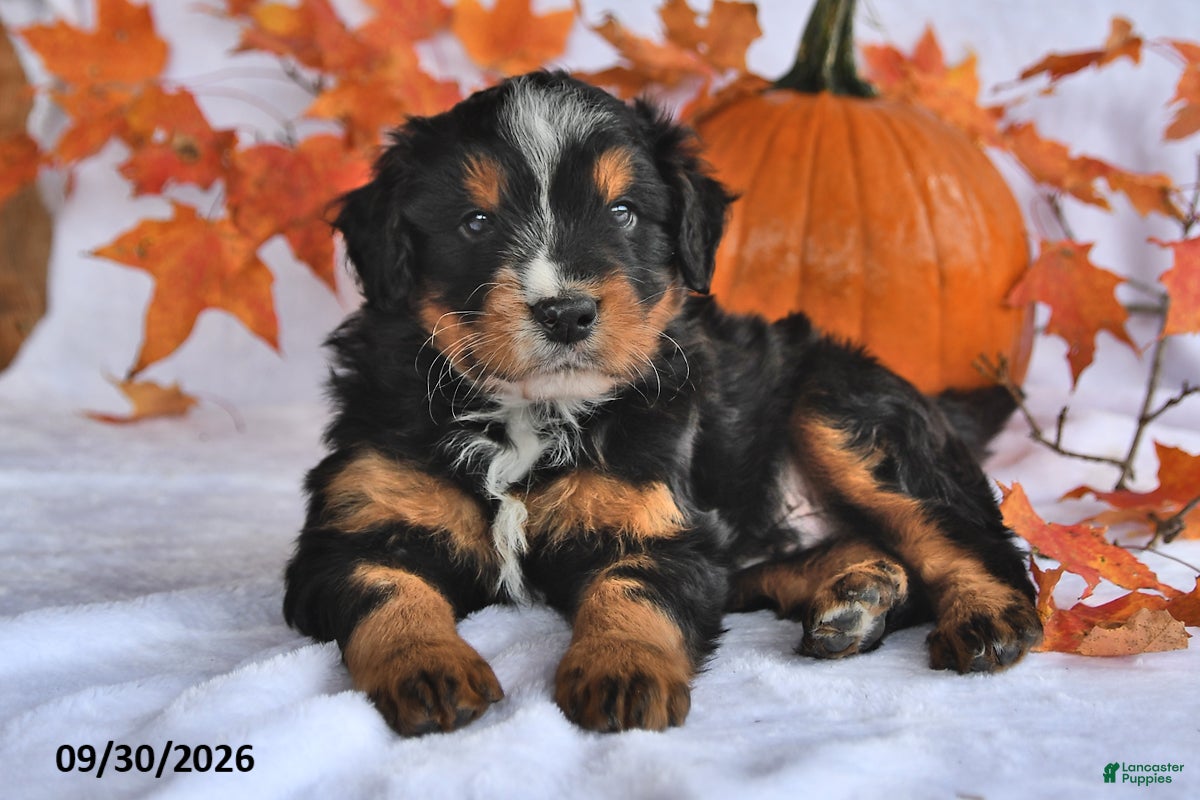 Mixed Breed dogs Brady - Ad 2