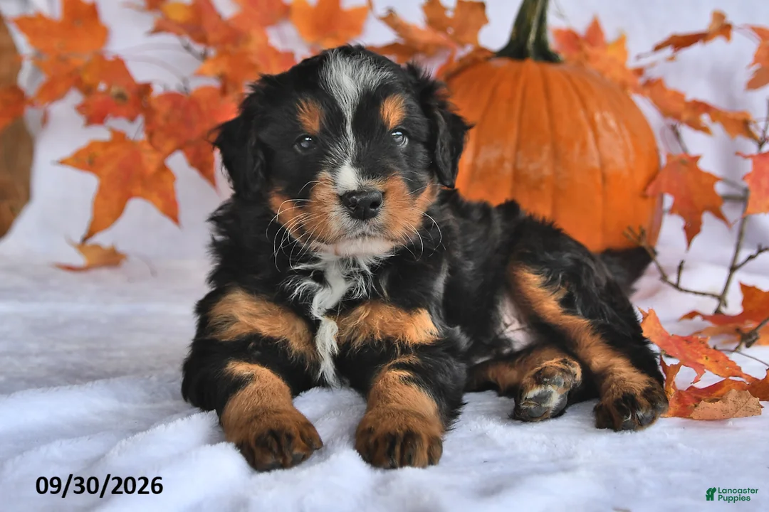 Mixed Breed dogs for sale: Brady - Ad 2