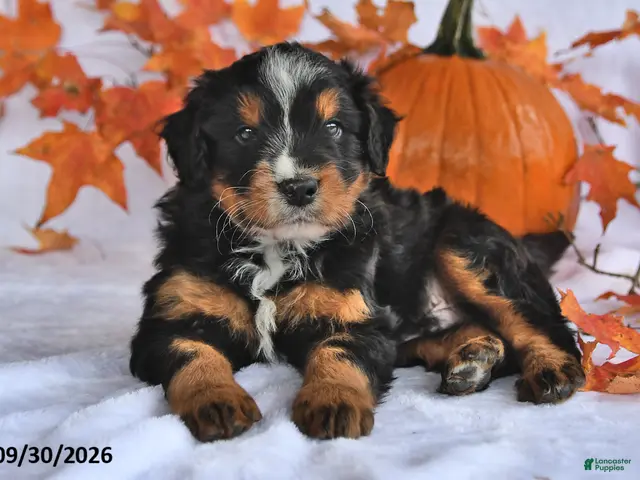 Mixed Breed dogs for sale: Brady - Ad 2