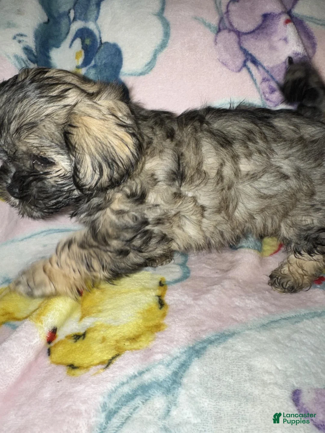 Mixed Breed dogs for sale: Milo - Ad 2